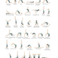 Sequence Collection
